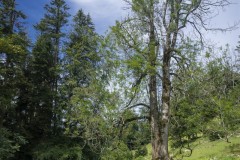 Emmetten_Swiss_2020_201