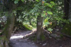 Emmetten_Swiss_2020_202