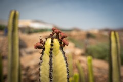 Fueteventura_2025_187