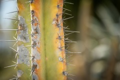 Fueteventura_2025_200