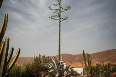 Fueteventura_2025_201