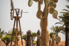 Fueteventura_2025_204