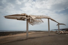 Fueteventura_2025_210