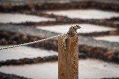 Fueteventura_2025_211