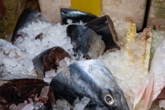 NewYork_2026_Olivier_371