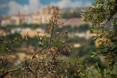 Sicile2024_397
